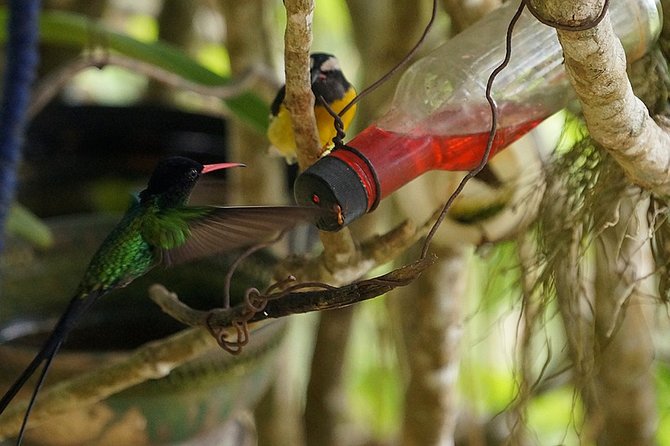 Ahhh Ras Natango Gallery and Garden Private Transfer - Who will enjoy this Montego Bay outing most