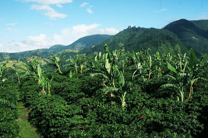 Blue Mountain Coffee, Bob Marley and Art Tour from Montego Bay - From Montego Bay to Spanish Town