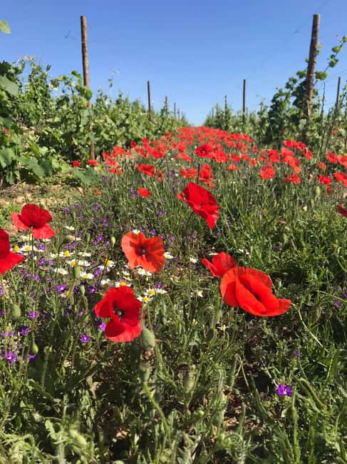 Crozes-Hermitage Guided Tour & Tasting - Planning this stop near Tain l’Hermitage or Valence