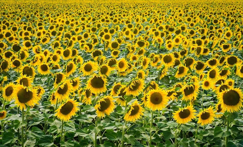 From Avignon: Van Gogh's sites & Les Baux de Provence - My booking advice