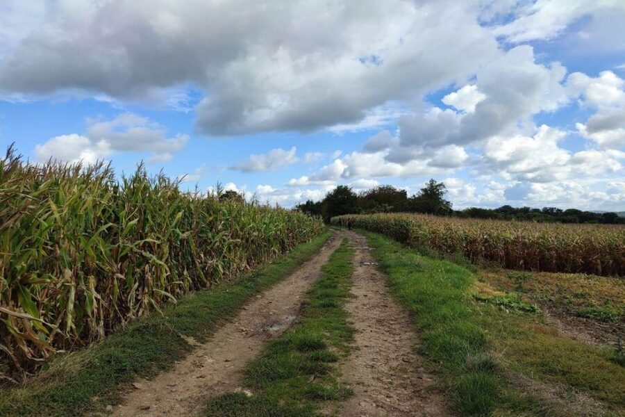 Hiking Adventure in Van Gogh's footsteps (6 miles walk) - Why Van Gogh’s last village makes a strong day trip