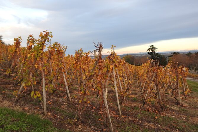 Northern Rhône Valley From Lyon Full day - Lunch in a local village, at your own expense
