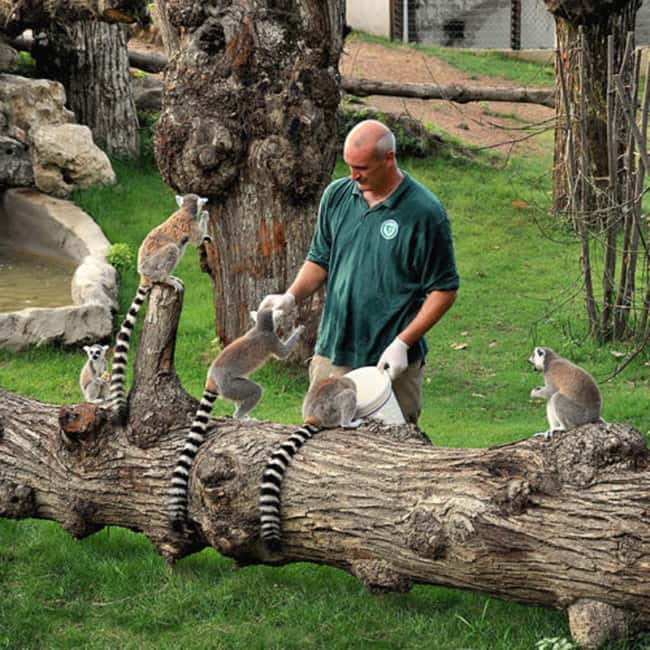 Rome: Zoo entry ticket + Villa Borghese Golf Cart Tour - Three hours to explore animals at your own pace