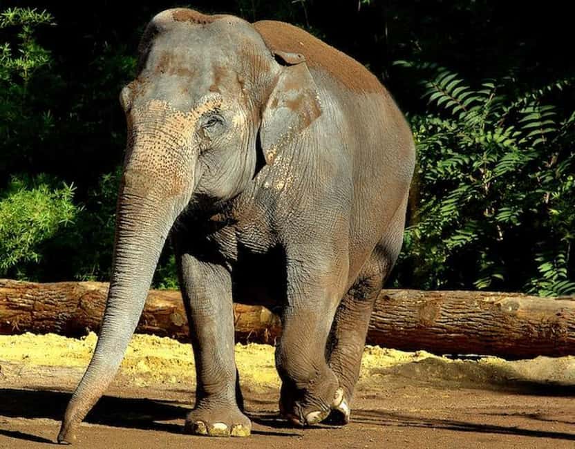 Rome: Zoo entry ticket + Villa Borghese Golf Cart Tour - Should you book the Villa Borghese and Bioparco combination?
