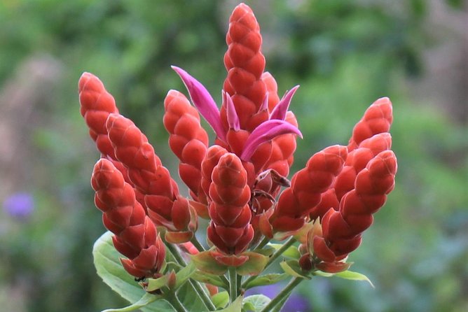 Skip the Line: Ahhh Ras Natango Gallery and Garden Admission Tickets - A relaxed pace, with time for conversation