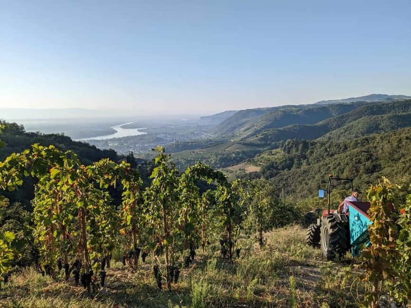 Tain l'Hermitage: Visit two wine estates and a Wine & Food Workshop - Who Will Enjoy This Experience Most?