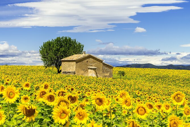 Van Gogh's Provence & Les-Baux-de-Provence - Afternoon Tour - Key points to know before booking