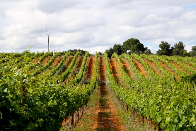 Wine Tasting and Art Tour - Walking through the quirky art garden